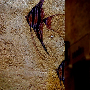 Mur en ciment jaune et poissons - France  - collection de photos clin d'oeil, catégorie streetart